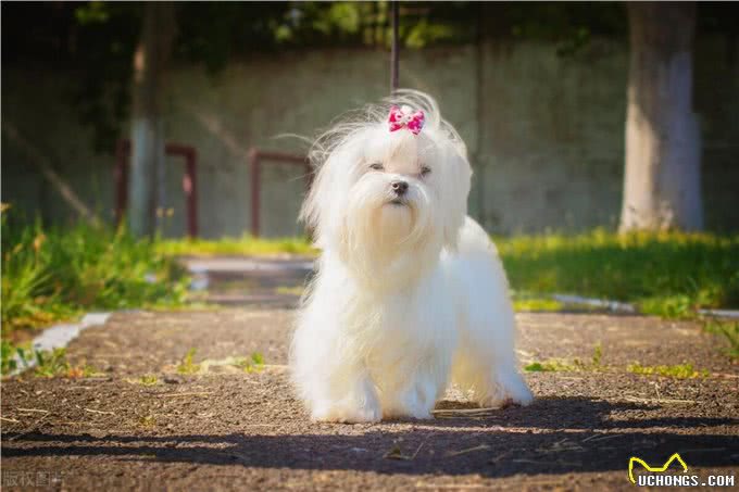 西高地和马尔济斯区别，马尔济斯犬和西高地区别