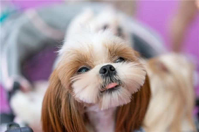 西高地和马尔济斯区别，马尔济斯犬和西高地区别