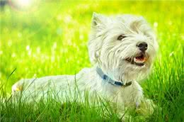 西高地和马尔济斯区别，马尔济斯犬和西高地区别