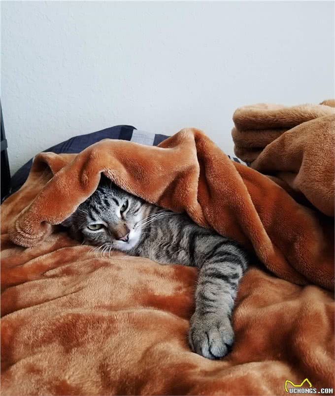 猫咪的肉垫虽然可爱，但不要小看它，这是猫咪必不可少的生存工具