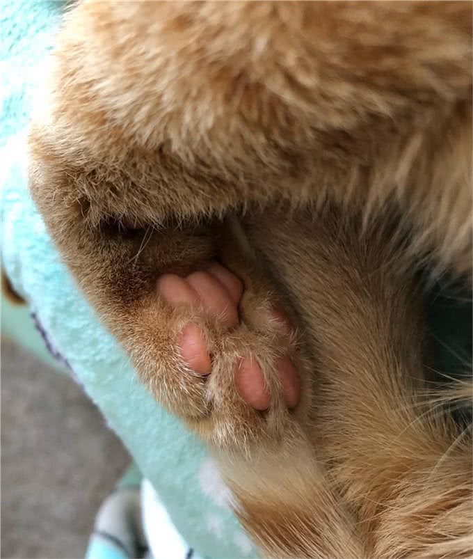 猫咪的肉垫虽然可爱，但不要小看它，这是猫咪必不可少的生存工具