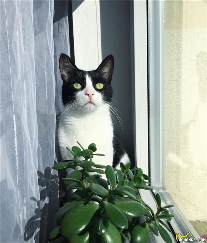 猫咪的肉垫虽然可爱，但不要小看它，这是猫咪必不可少的生存工具