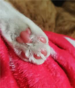 猫咪的肉垫虽然可爱，但不要小看它，这是猫咪必不可少的生存工具