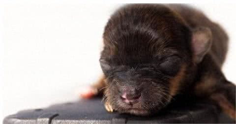 最小袖珍犬迷你降生仅重37克身体比手机都小