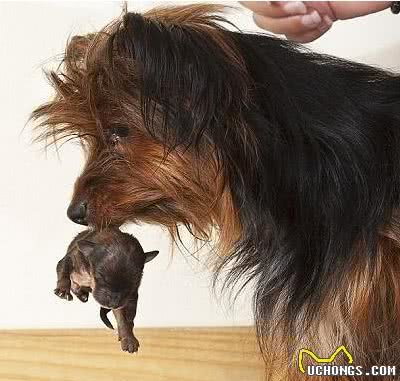 最小袖珍犬迷你降生仅重37克身体比手机都小