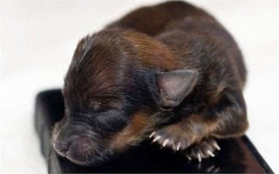 最小袖珍犬迷你降生仅重37克身体比手机都小