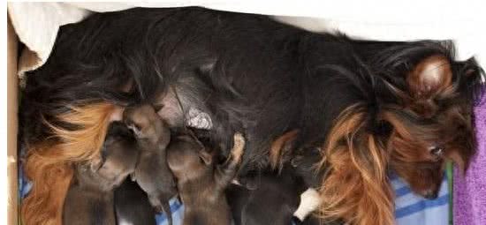 最小袖珍犬迷你降生仅重37克身体比手机都小