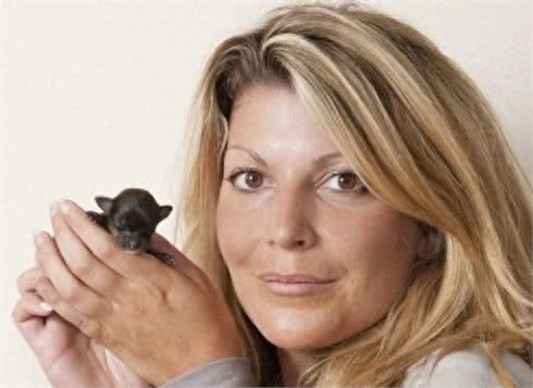 最小袖珍犬迷你降生仅重37克身体比手机都小