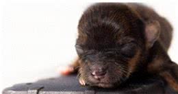 最小袖珍犬迷你降生仅重37克身体比手机都小