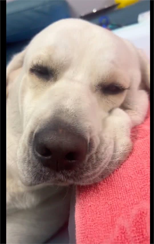 网友给狗狗做了睫毛和美甲，做完后效果真的很好看，狗中美女呀!