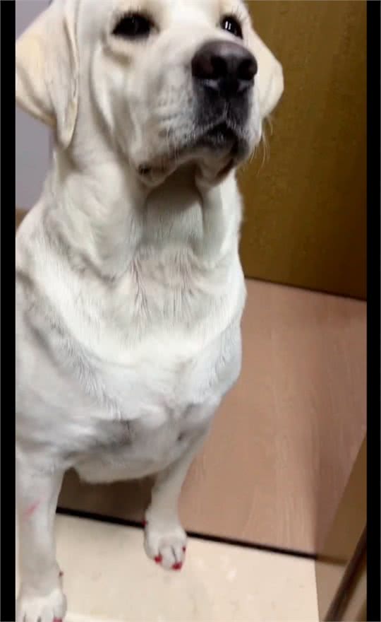 网友给狗狗做了睫毛和美甲，做完后效果真的很好看，狗中美女呀!