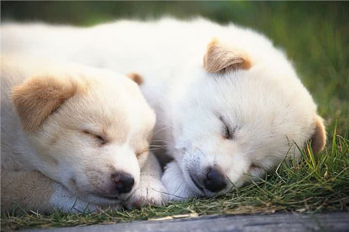 狗狗晚上如果有这些行为，说明它要休息了，最好不要打扰它