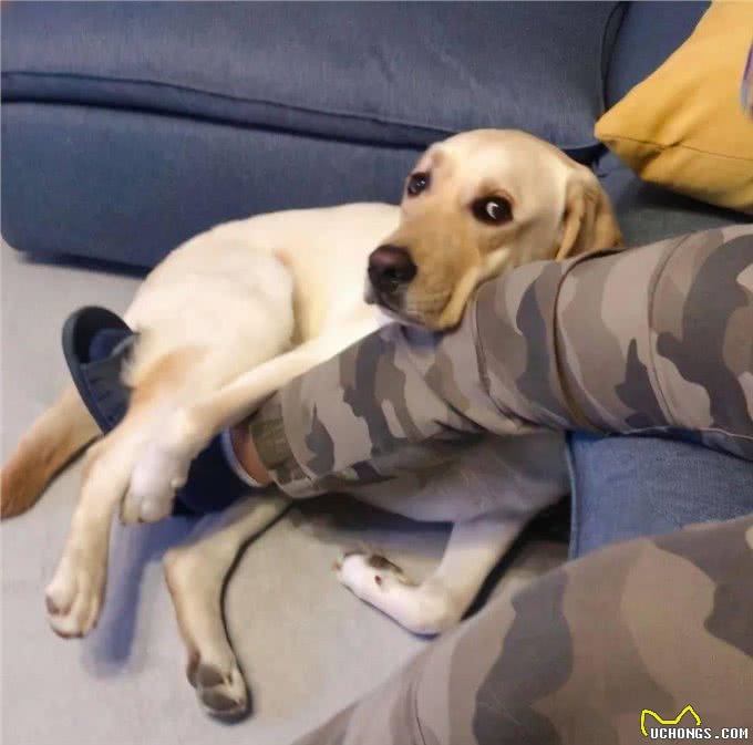 狗狗晚上如果有这些行为，说明它要休息了，最好不要打扰它