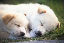 狗狗晚上如果有这些行为，说明它要休息了，最好不要打扰它