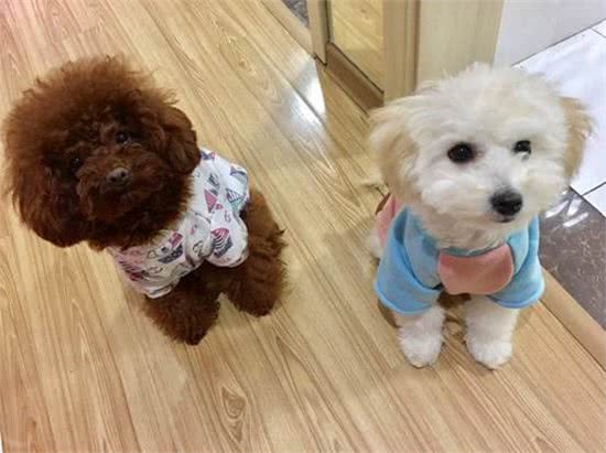 狗狗吵闹太烦人，为你揭秘十种让狗狗安静的有效办法