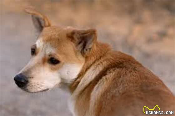 狗狗吵闹太烦人，为你揭秘十种让狗狗安静的有效办法