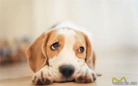 狗狗吵闹太烦人，为你揭秘十种让狗狗安静的有效办法