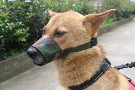 狗狗吵闹太烦人，为你揭秘十种让狗狗安静的有效办法