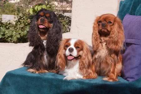 萌宠汇：世界唯一以皇族姓氏命名的犬种