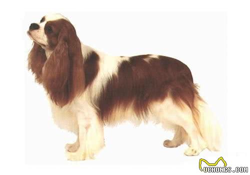 萌宠汇：世界唯一以皇族姓氏命名的犬种