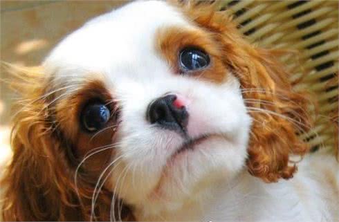 萌宠汇：世界唯一以皇族姓氏命名的犬种