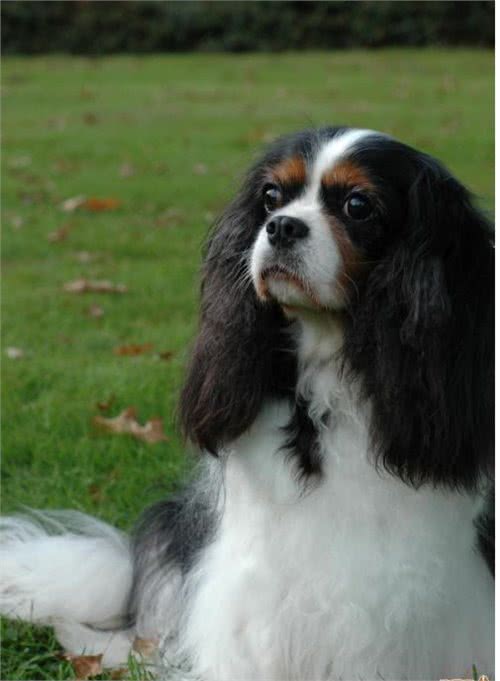 萌宠汇：世界唯一以皇族姓氏命名的犬种