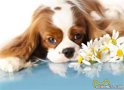 萌宠汇：世界唯一以皇族姓氏命名的犬种