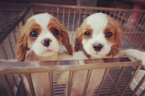 萌宠汇：世界唯一以皇族姓氏命名的犬种