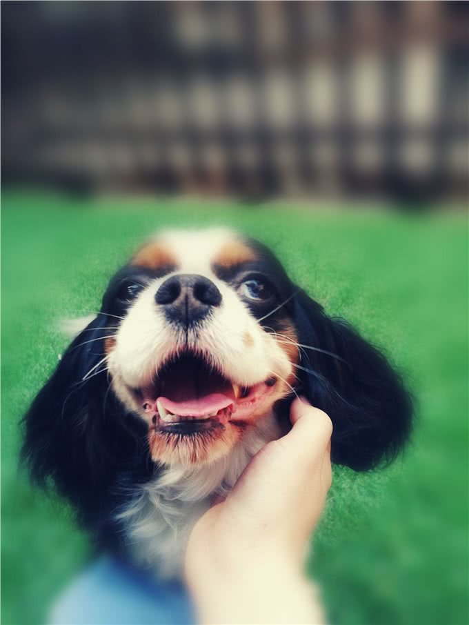 萌宠汇：世界唯一以皇族姓氏命名的犬种