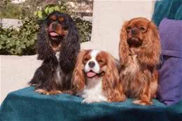 萌宠汇：世界唯一以皇族姓氏命名的犬种