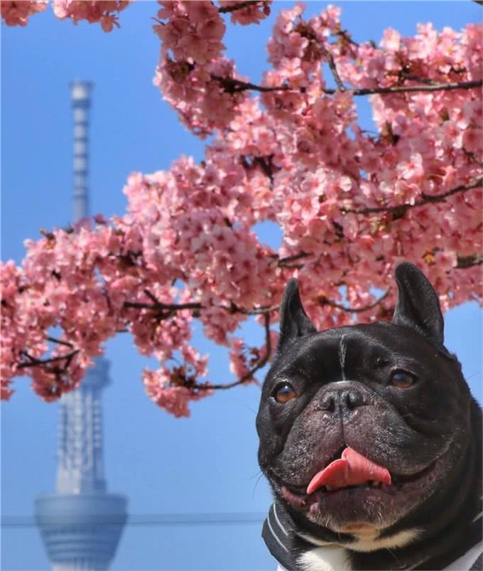 想要养好斗牛犬!这四点功课要做足!