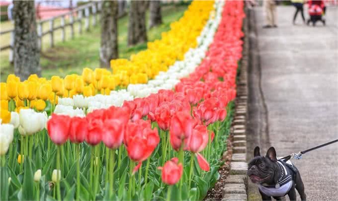 想要养好斗牛犬!这四点功课要做足!