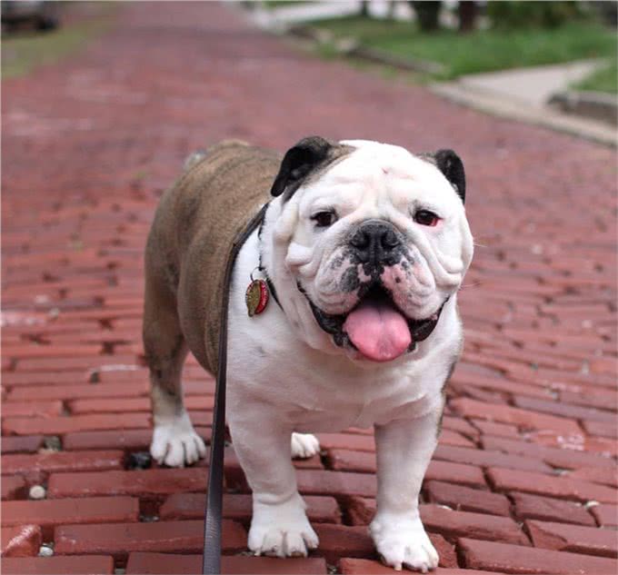 想要养好斗牛犬!这四点功课要做足!