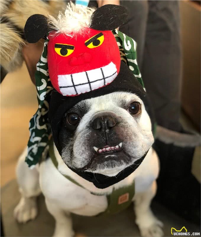 想要养好斗牛犬!这四点功课要做足!