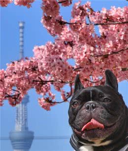 想要养好斗牛犬!这四点功课要做足!