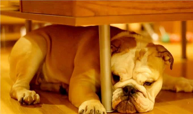 揭秘!狗狗不满情绪大揭秘:主宠关系危机?