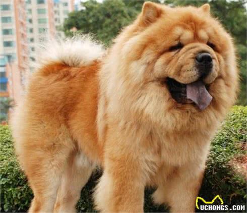 养松狮犬的6大，你喜欢吗?