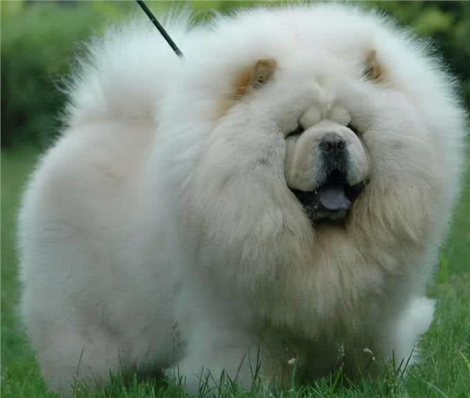 养松狮犬的6大，你喜欢吗?