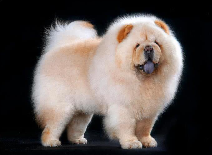 养松狮犬的6大，你喜欢吗?