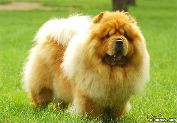 养松狮犬的6大，你喜欢吗?