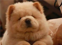 养松狮犬的6大，你喜欢吗?