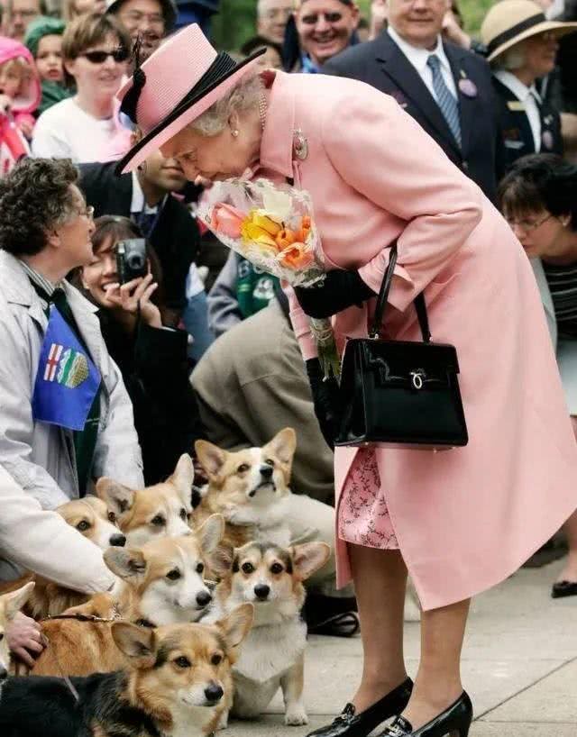 宠猫宠狗的最高境界，送它们去从政