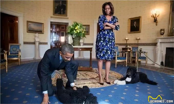 宠猫宠狗的最高境界，送它们去从政