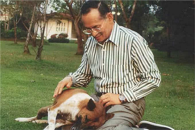 宠猫宠狗的最高境界，送它们去从政