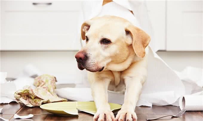 老年犬的口腔疾病