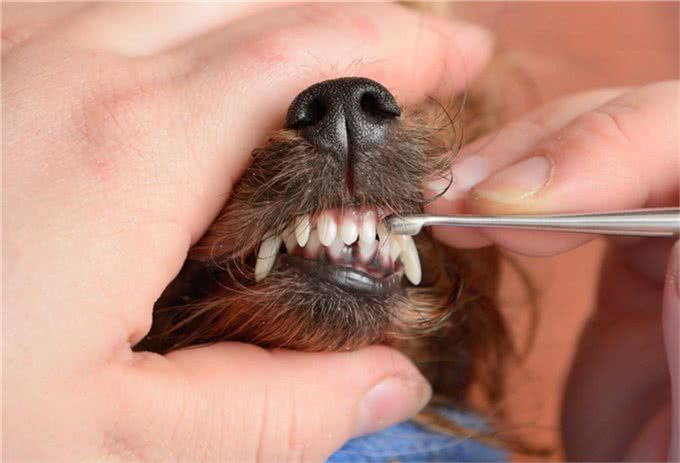 老年犬的口腔疾病