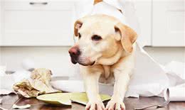 老年犬的口腔疾病