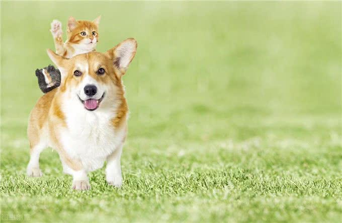 狗对声音太敏感怎么办