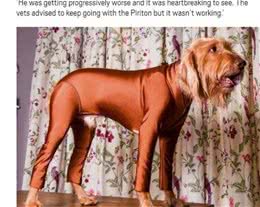 这只狗狗为什么每天出门都穿紧身衣原来是因为花粉症