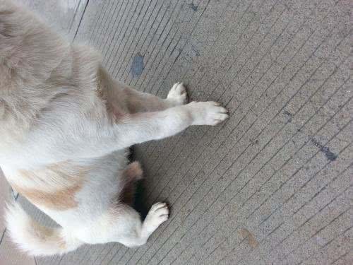 狗狗无法站立真的是因为缺钙吗?